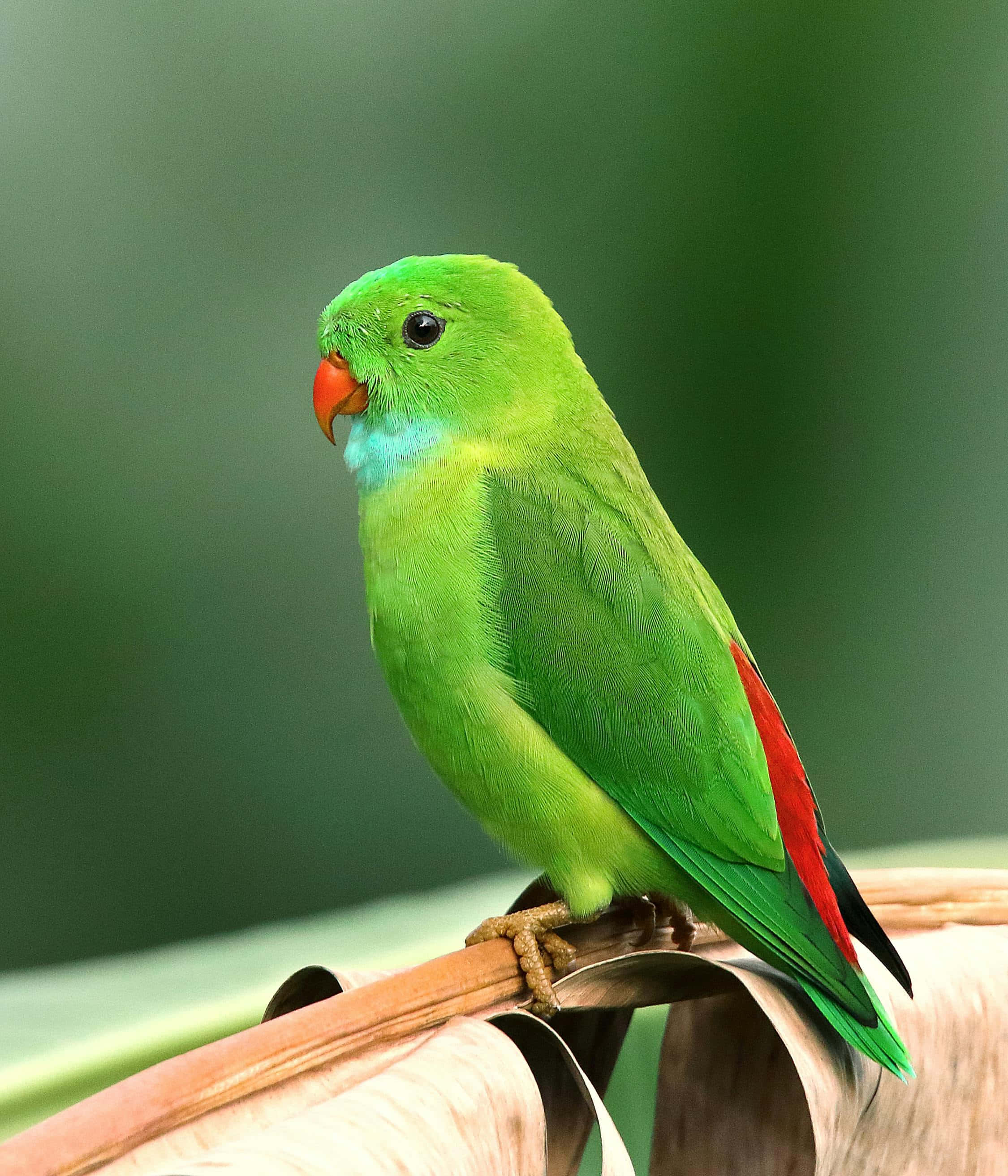 vibrant green parrot, red beak, red tail feathers, 2K Phone Wallpaper