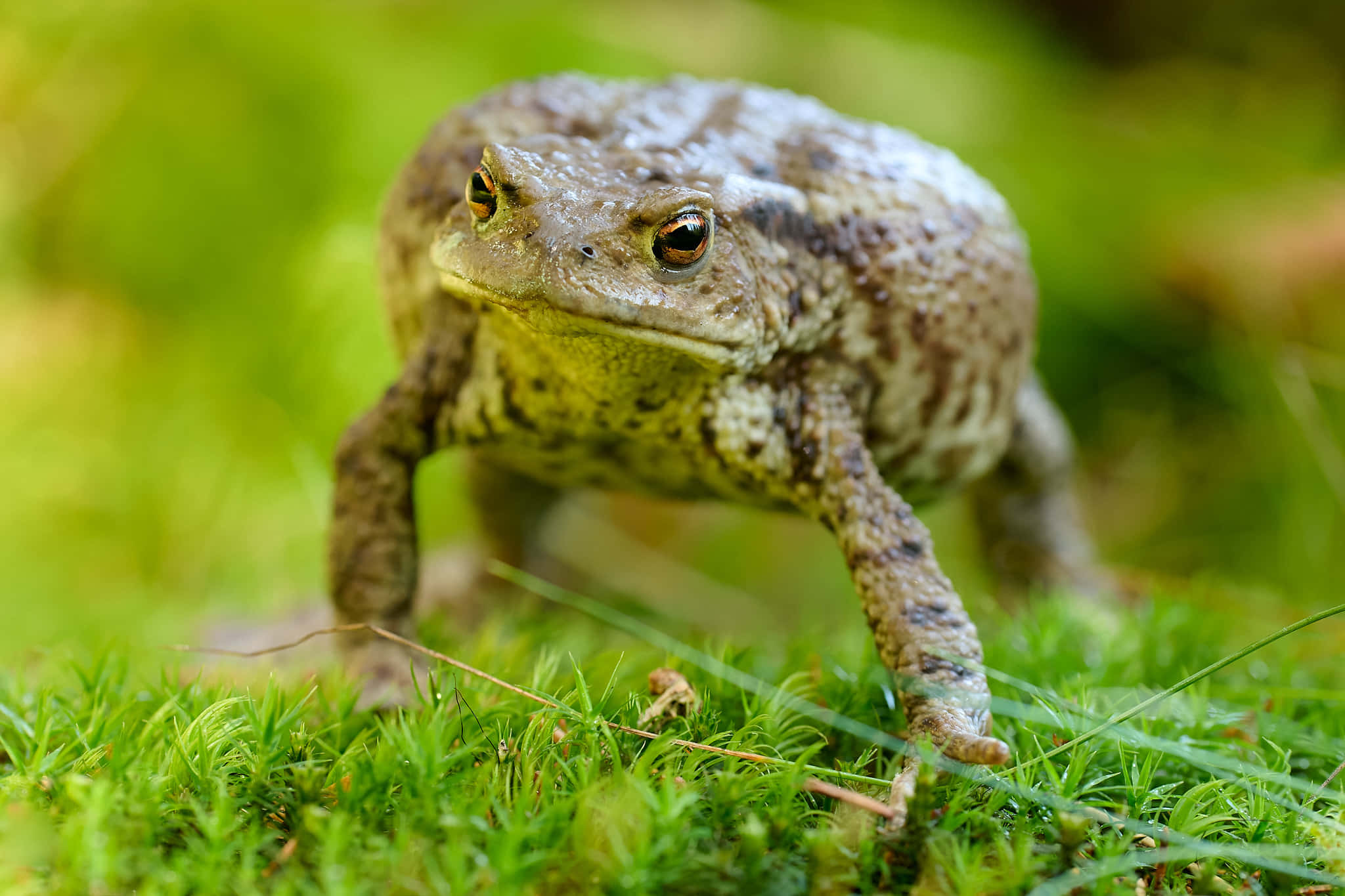 Common Toadin, brown and gray skin, vibrant green moss, Full HD Desktop Wallpaper