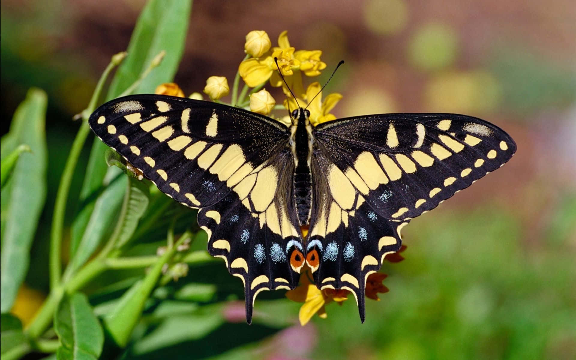 swallowtail butterfly, yellow flowers, green foliage, Full HD Desktop Wallpaper