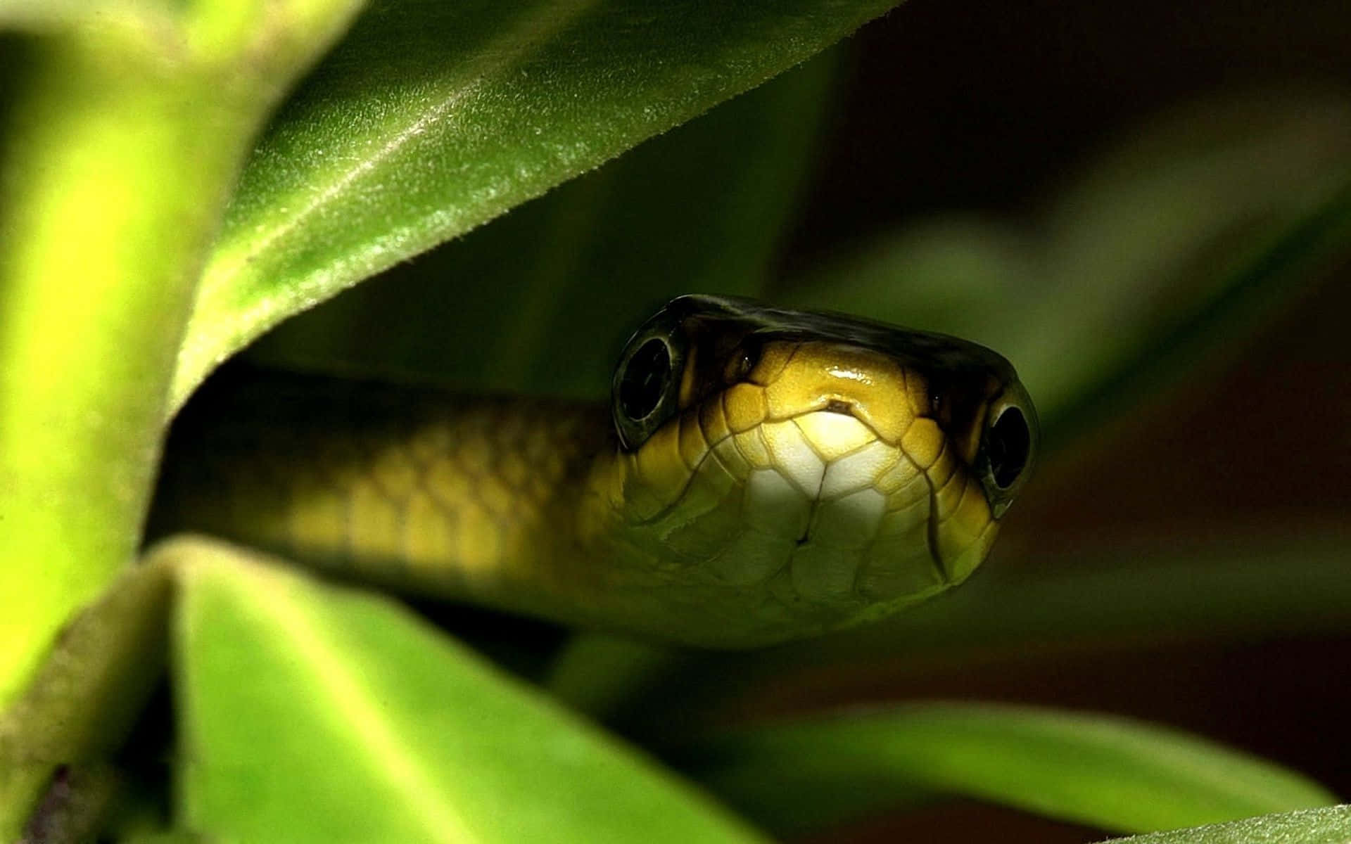 green snake, vibrant green leaves, shadowy natural setting, Full HD Desktop Wallpaper