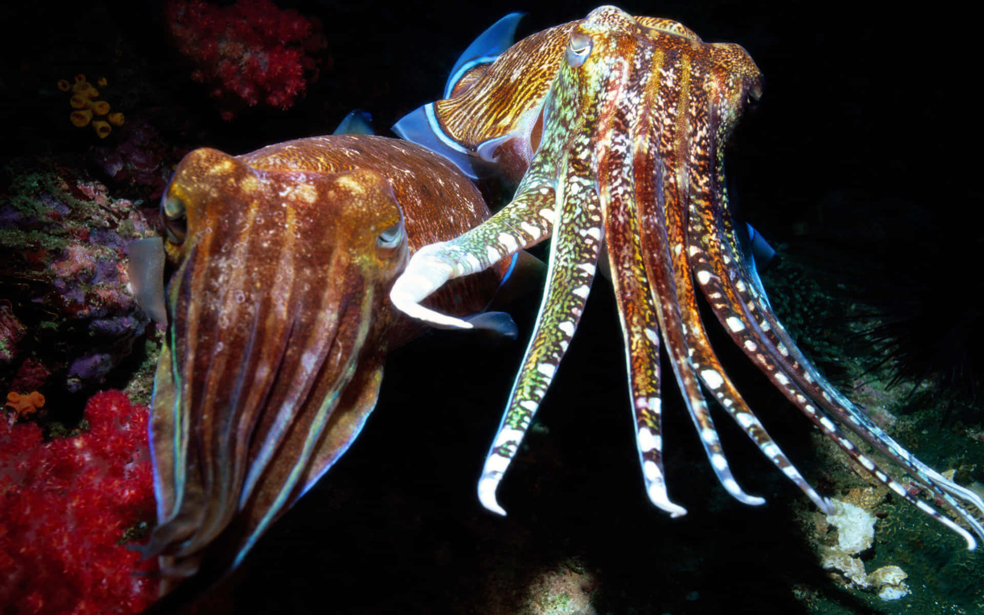 cuttlefish, vibrant cuttlefish, intricate brown and white patterns, Full HD Desktop Wallpaper