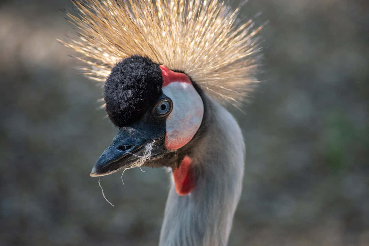 grey crowned crane, spiky golden crest, black head, HD Desktop Wallpaper