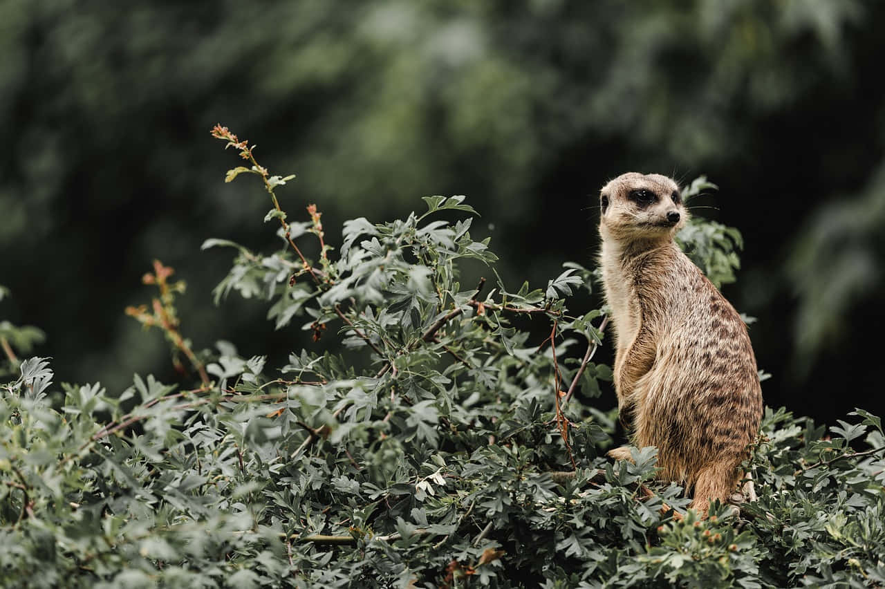 meerkat, leafy green bush, sentry duty, HD Desktop Wallpaper