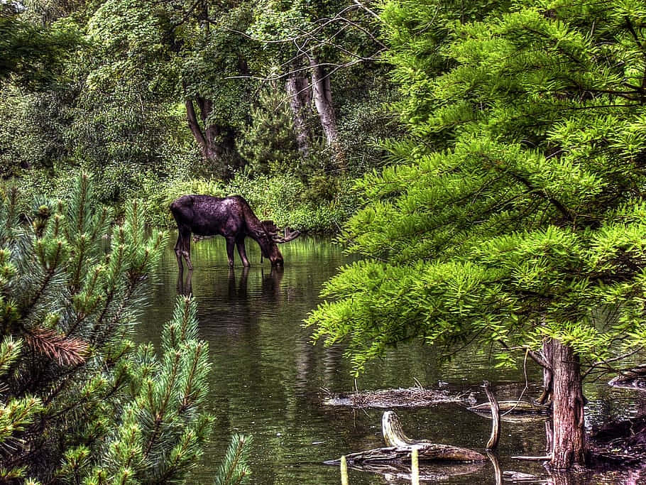 moose, forest, water, SD Desktop Wallpaper