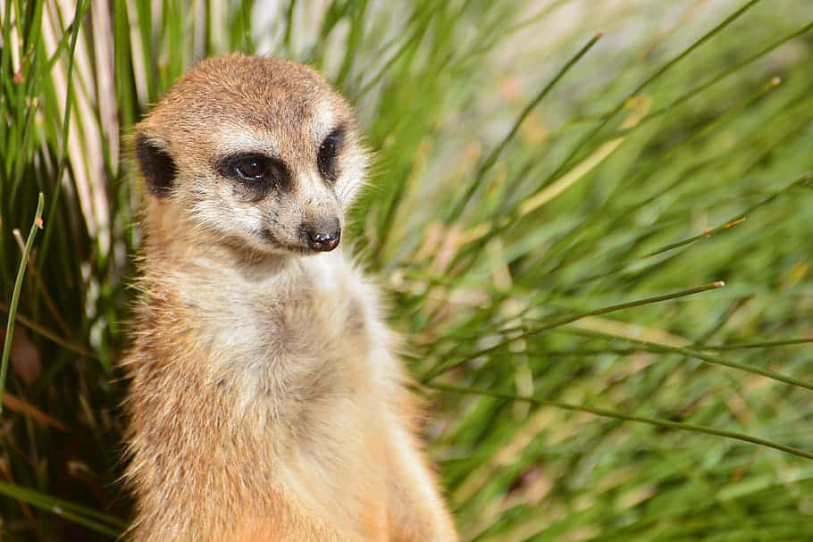 meerkat, tall green grass, focused gaze, SD Desktop Wallpaper