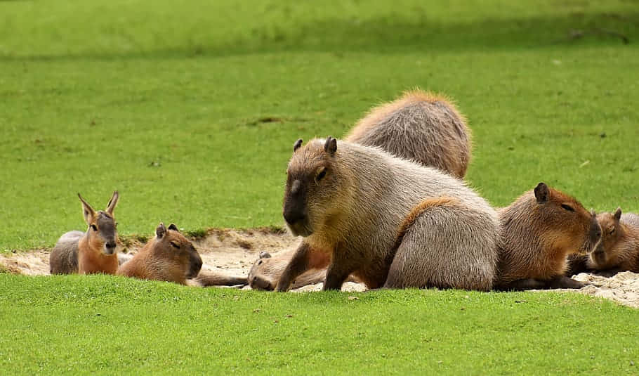 capybaras, grassy field, adult capybara, SD Desktop Wallpaper
