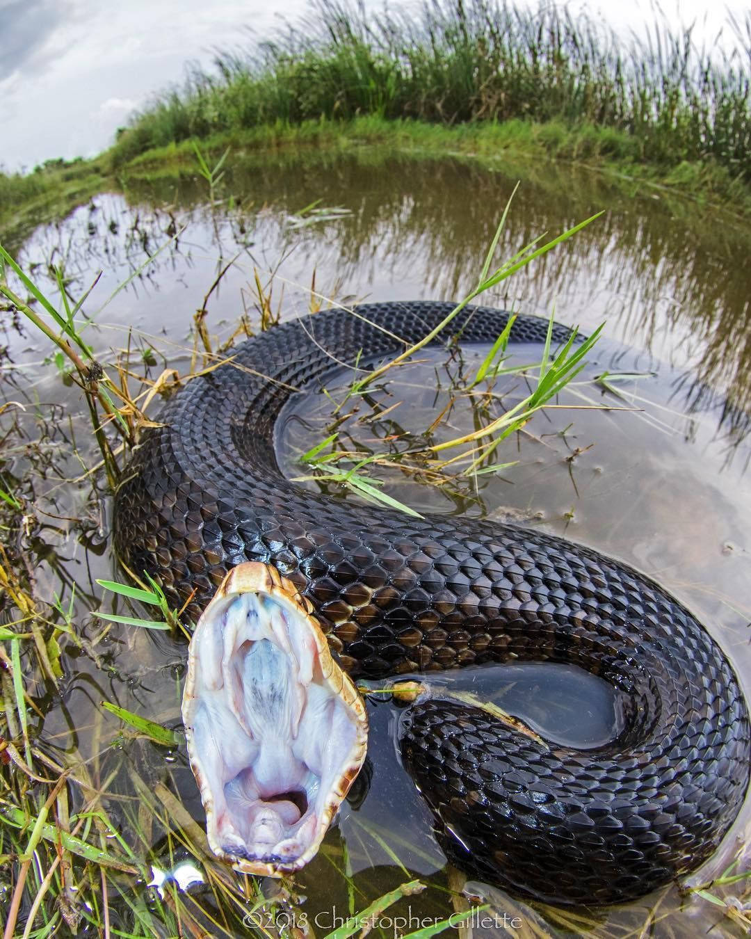 cottonmouth, black water snake, murky pond water, HD Phone Wallpaper