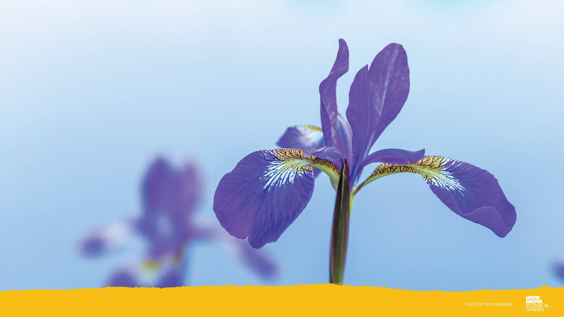 Zoom Flower, vibrant purple iris, soft blue sky, Full HD Desktop Wallpaper
