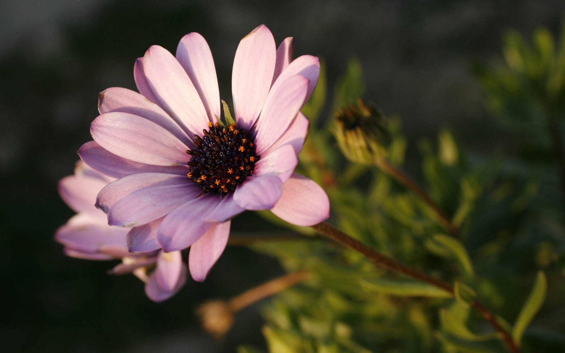 Zoom Flower, pink daisy, dark center, Full HD Desktop Wallpaper