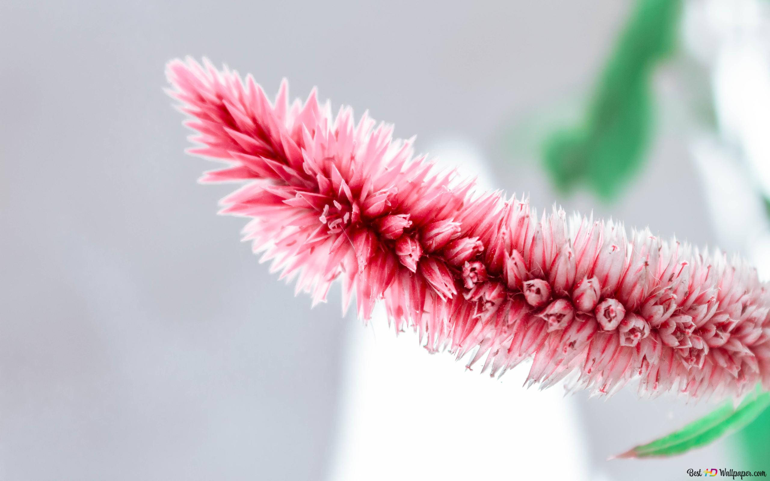 Zoom flower, pink pincushion flower, delicate feathery petals, 2K Desktop Wallpaper