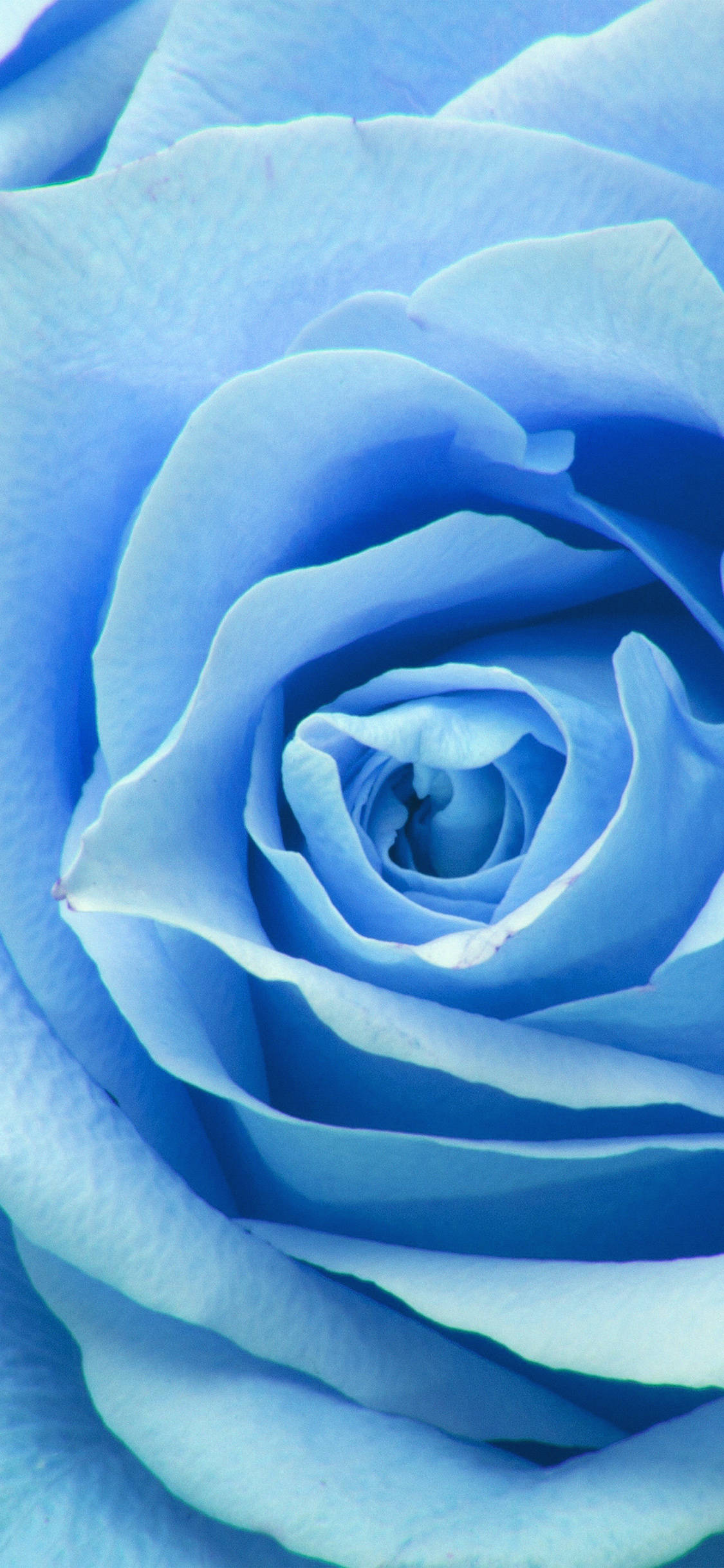 Zoom Flower, blue rose, soft petals, Full HD Phone Wallpaper