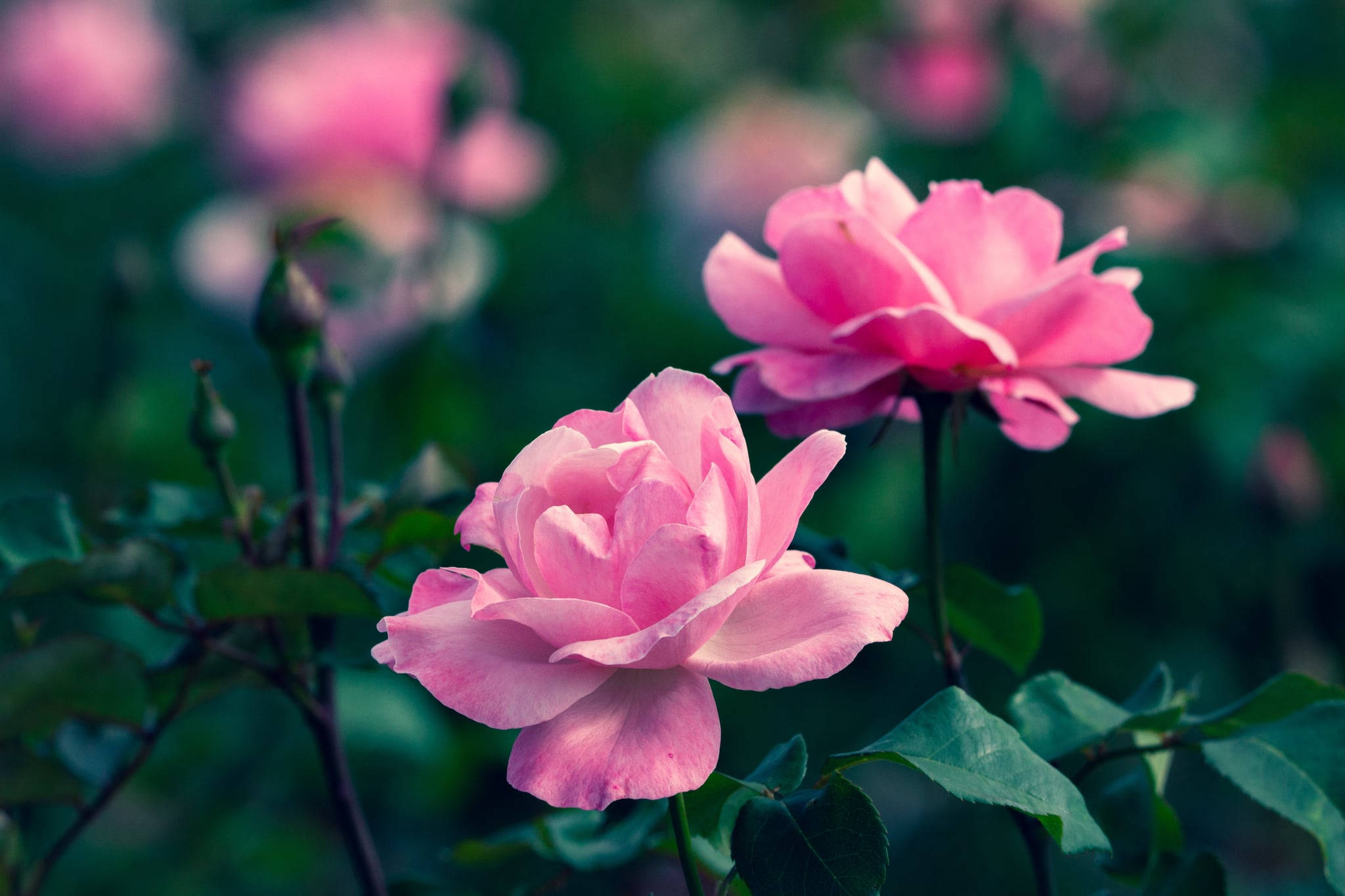 Zoom Flower, pink roses, lush green garden, Full HD Desktop Wallpaper