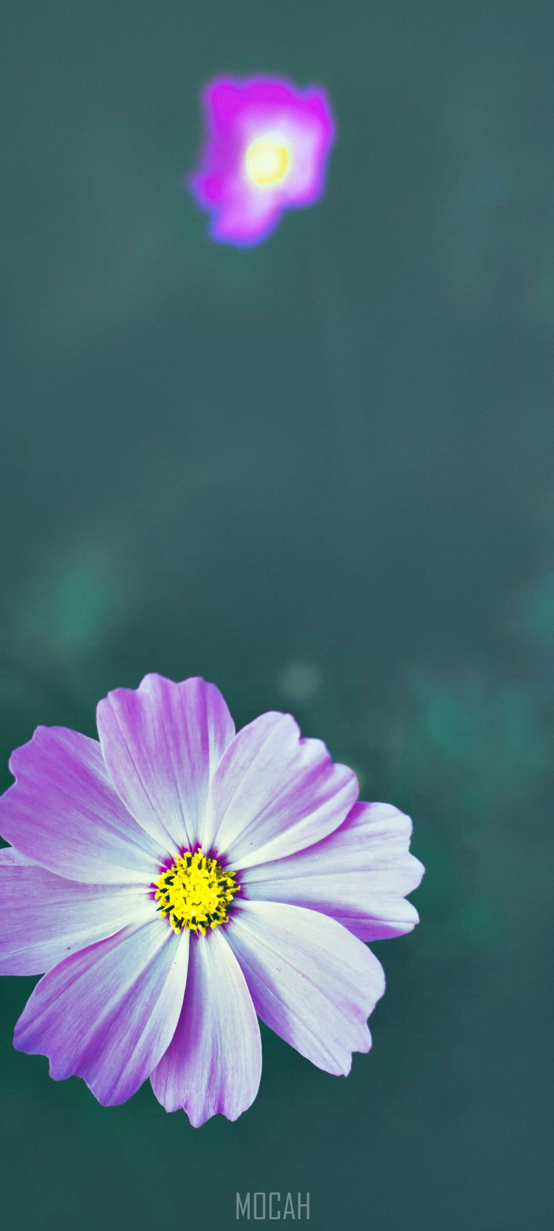 Zoom Flower, purple cosmos flower, yellow center, Full HD Phone Wallpaper
