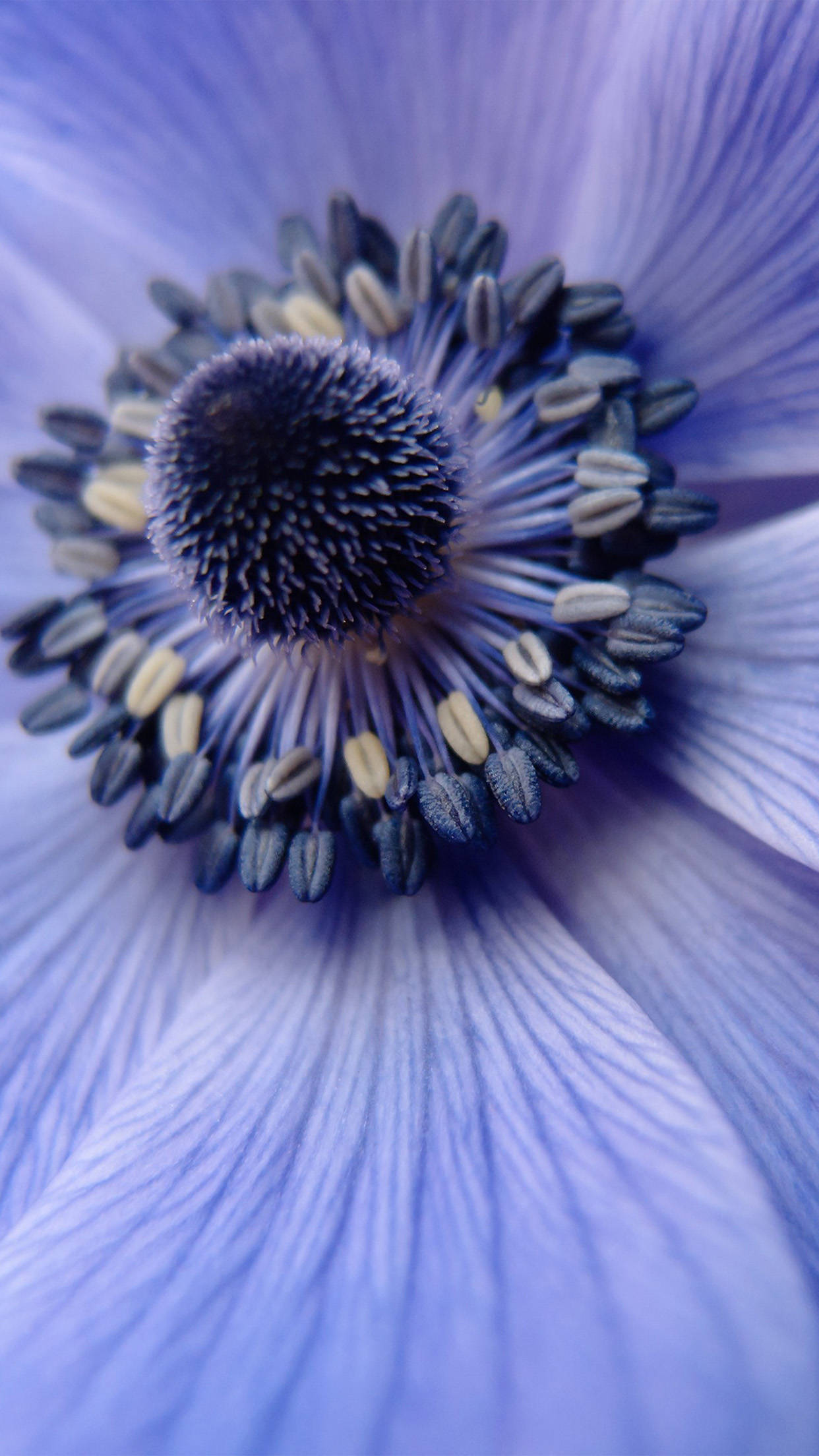 Zoom Flower, anemone flower, blue, Full HD Phone Wallpaper