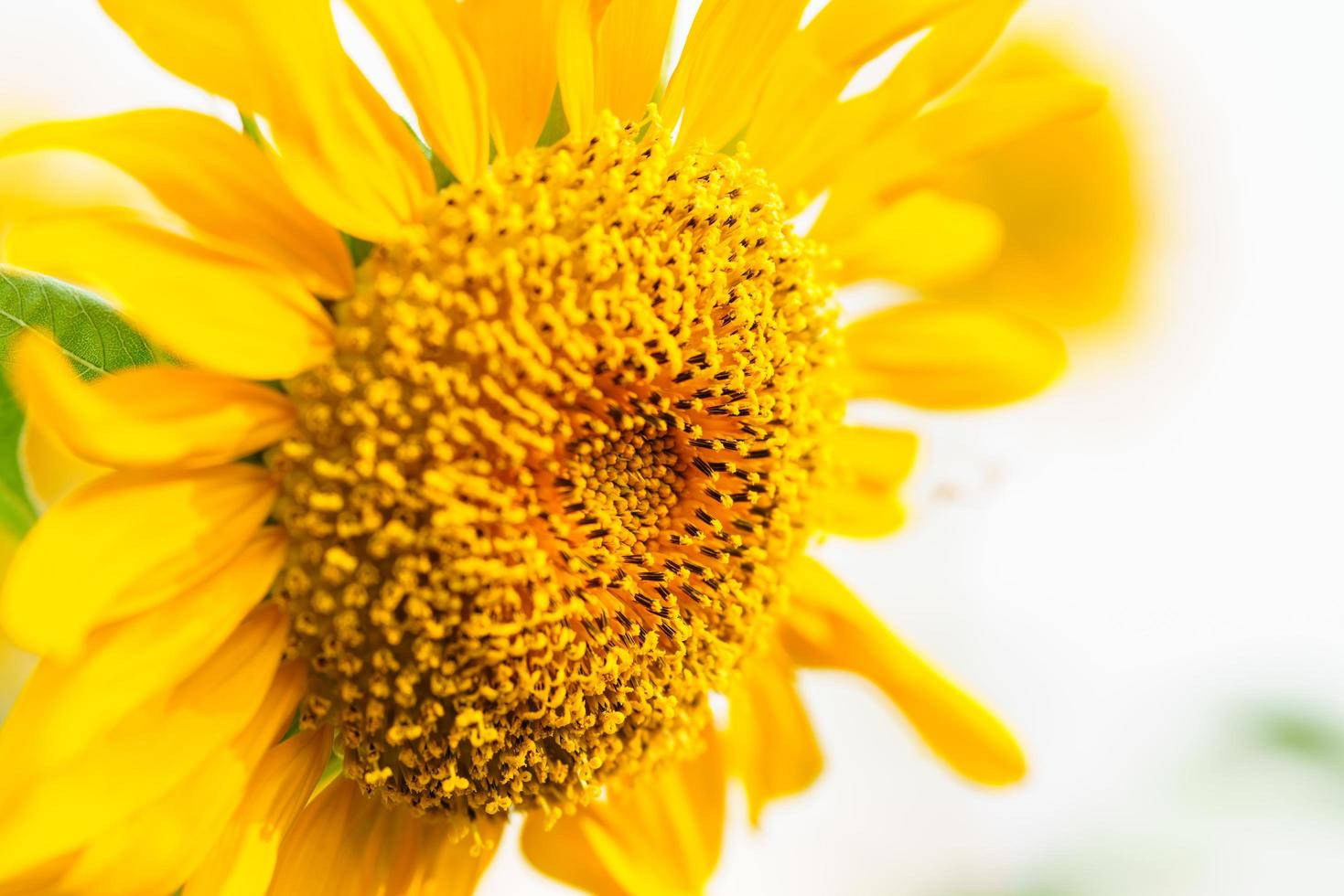 Zoom Flower, sunflower, bright yellow petals, HD Desktop Wallpaper
