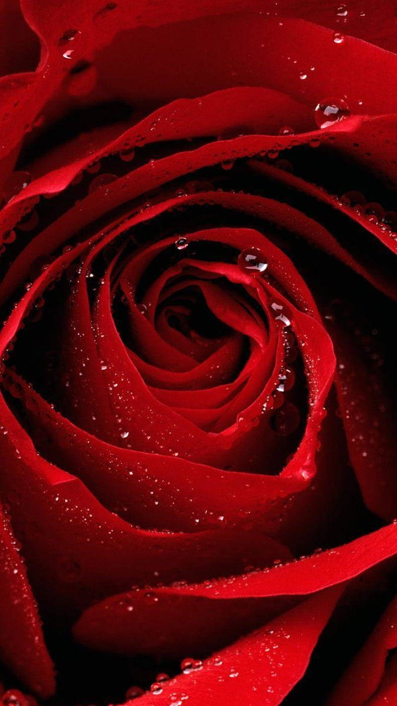 zoom flower, deep red rose, glistening water droplets, HD Phone Wallpaper