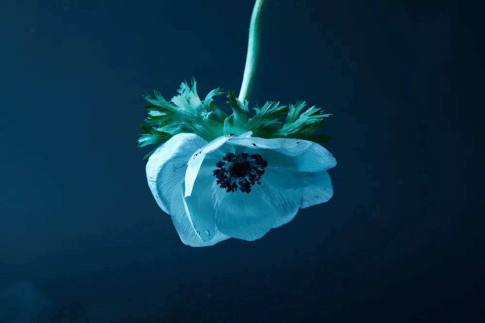Zoom Flower, white flower, green stem, SD Desktop Wallpaper