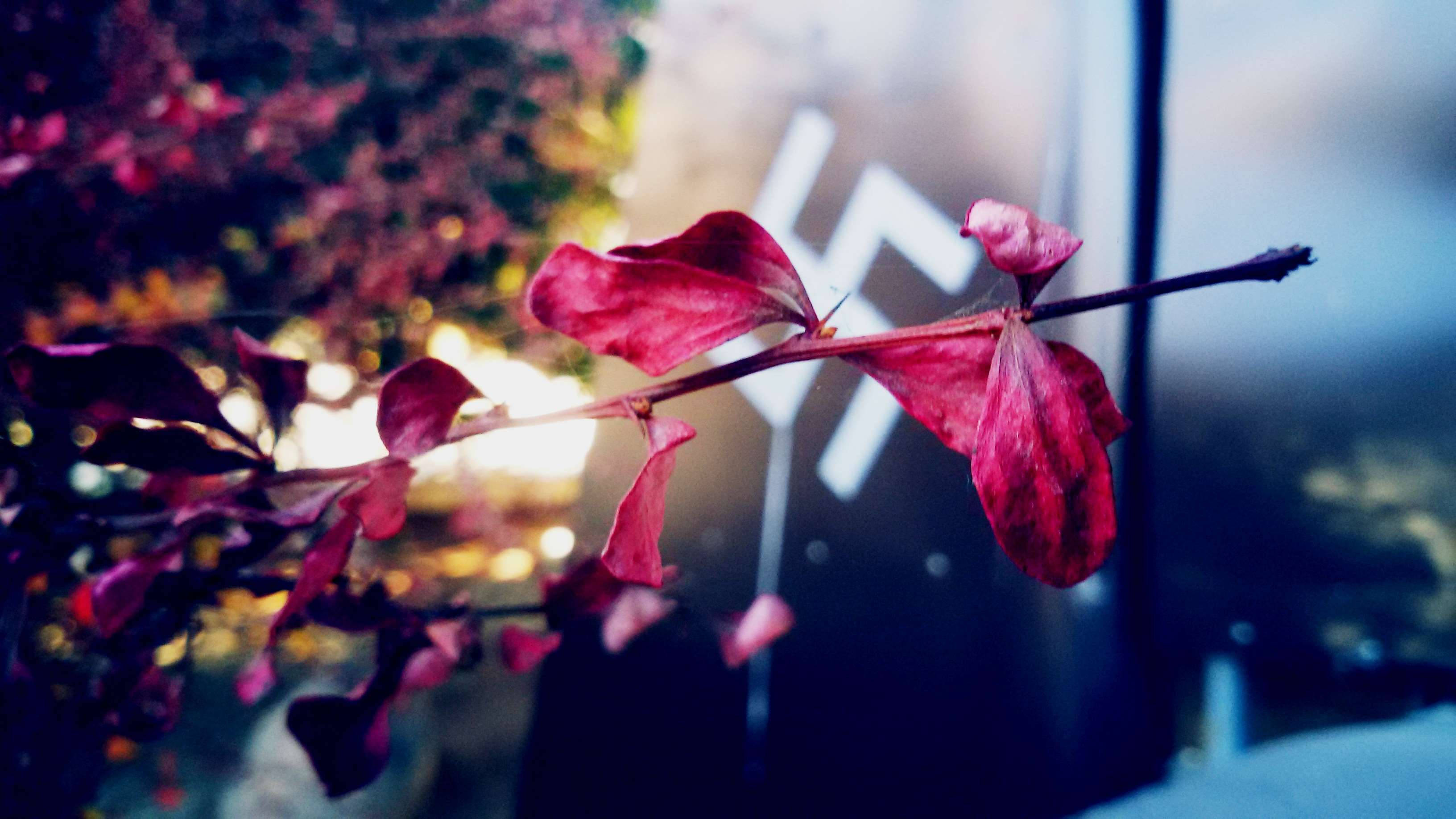Zoom Flower, deep red autumn leaves, branch, 2K Desktop Wallpaper