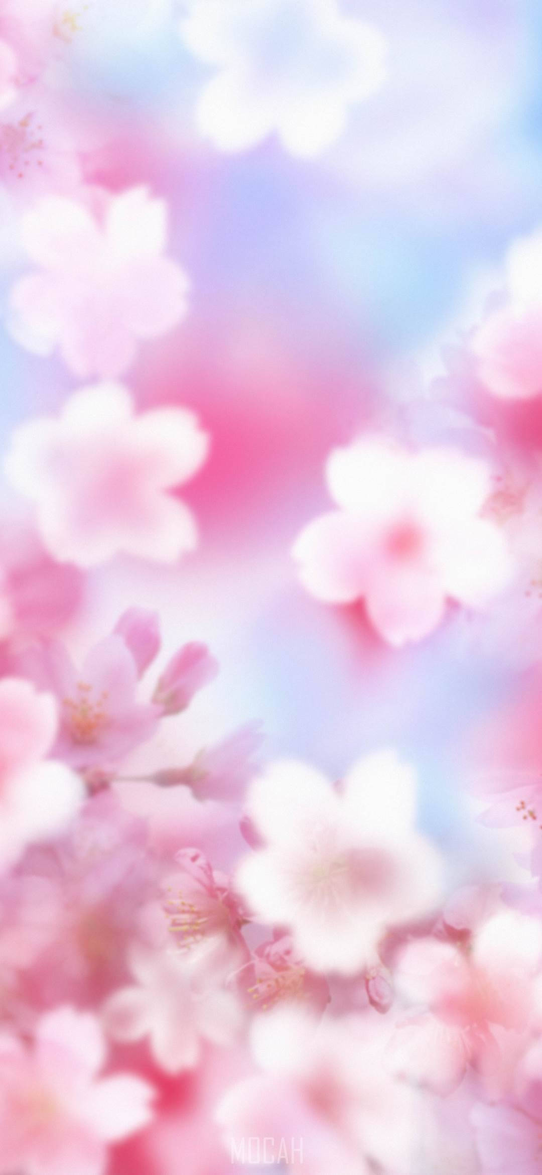 Zoom Flower, cherry blossoms, pastel sky, Full HD Phone Wallpaper