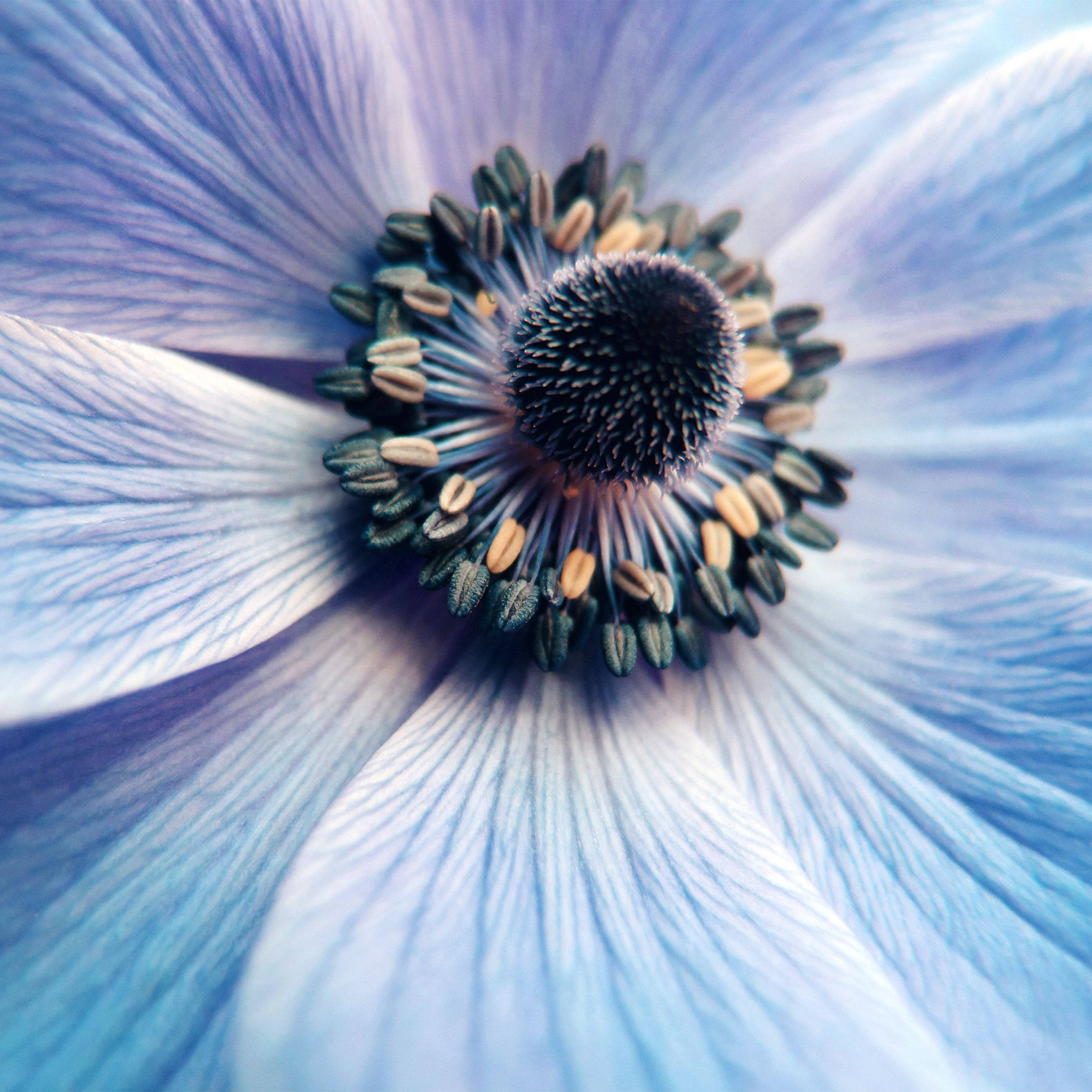 Zoom Flower, blue anemone flower, petal veins, 2K Desktop Wallpaper