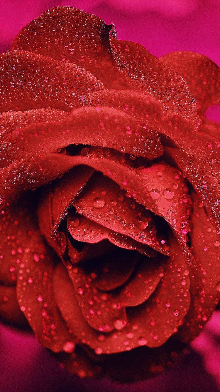 Zoom Flower, red rose, water droplets, HD Phone Wallpaper