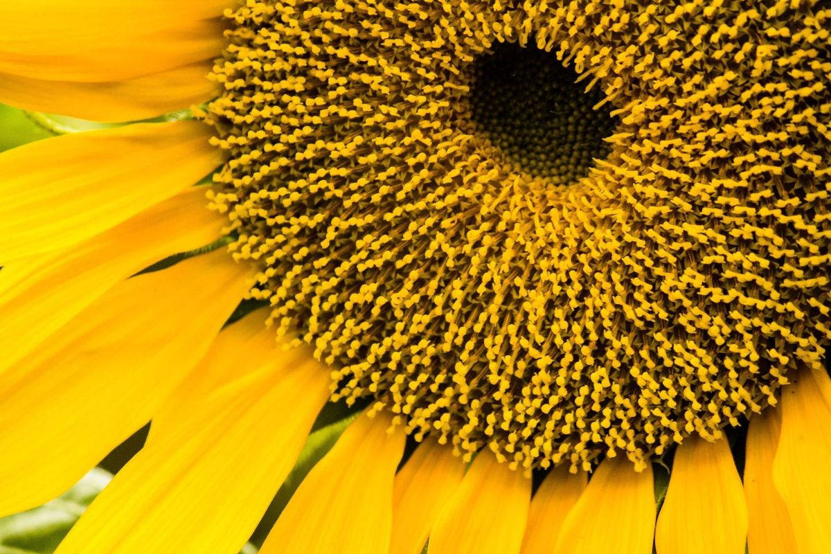 Zoom Flower, 1200 x 800, yellow sunflower, SD Desktop Wallpaper