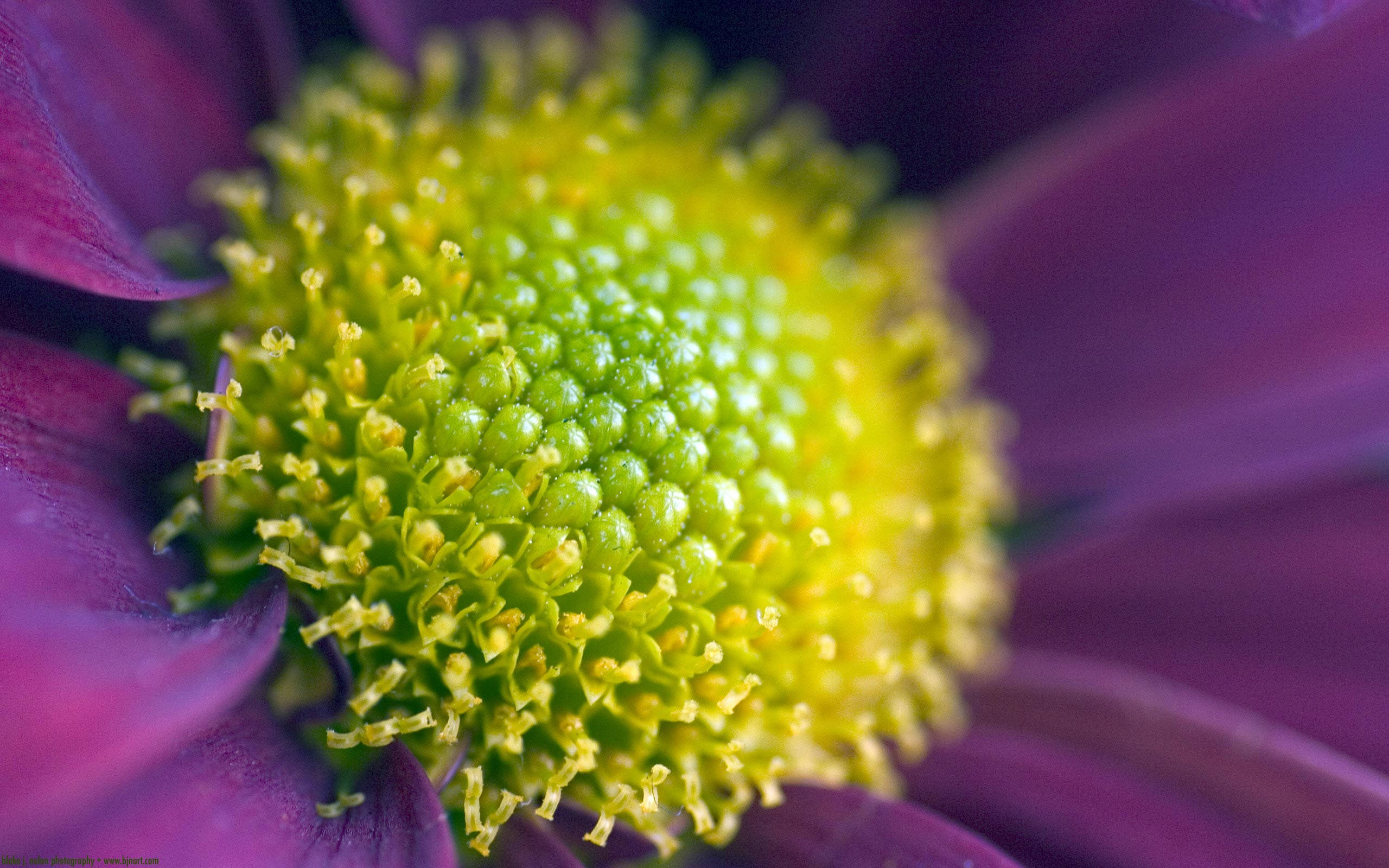 Zoom Flower, deep purple flower, vivid green and yellow center, 2K Desktop Wallpaper