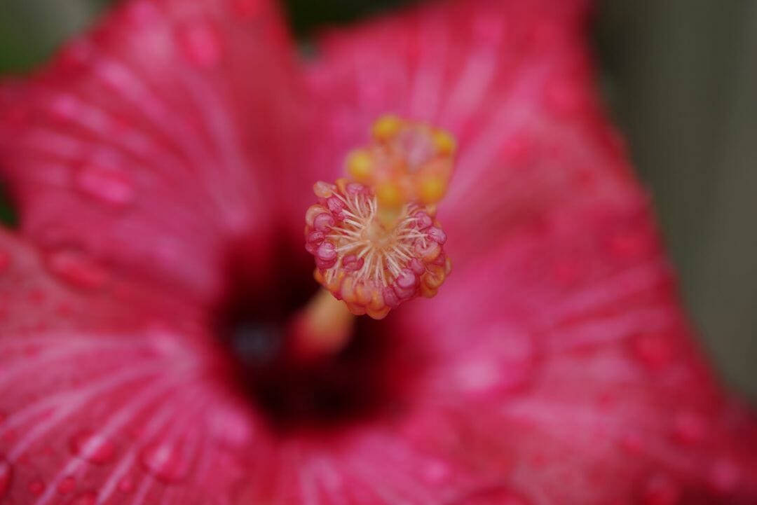 Zoom Flower, hibiscus, pink, SD Desktop Wallpaper