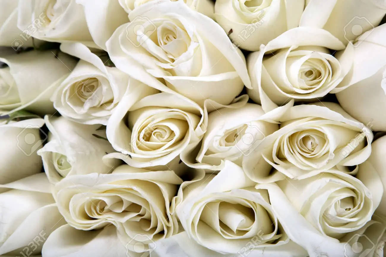 Zoom Flower, white rose, creamy white, HD Desktop Wallpaper