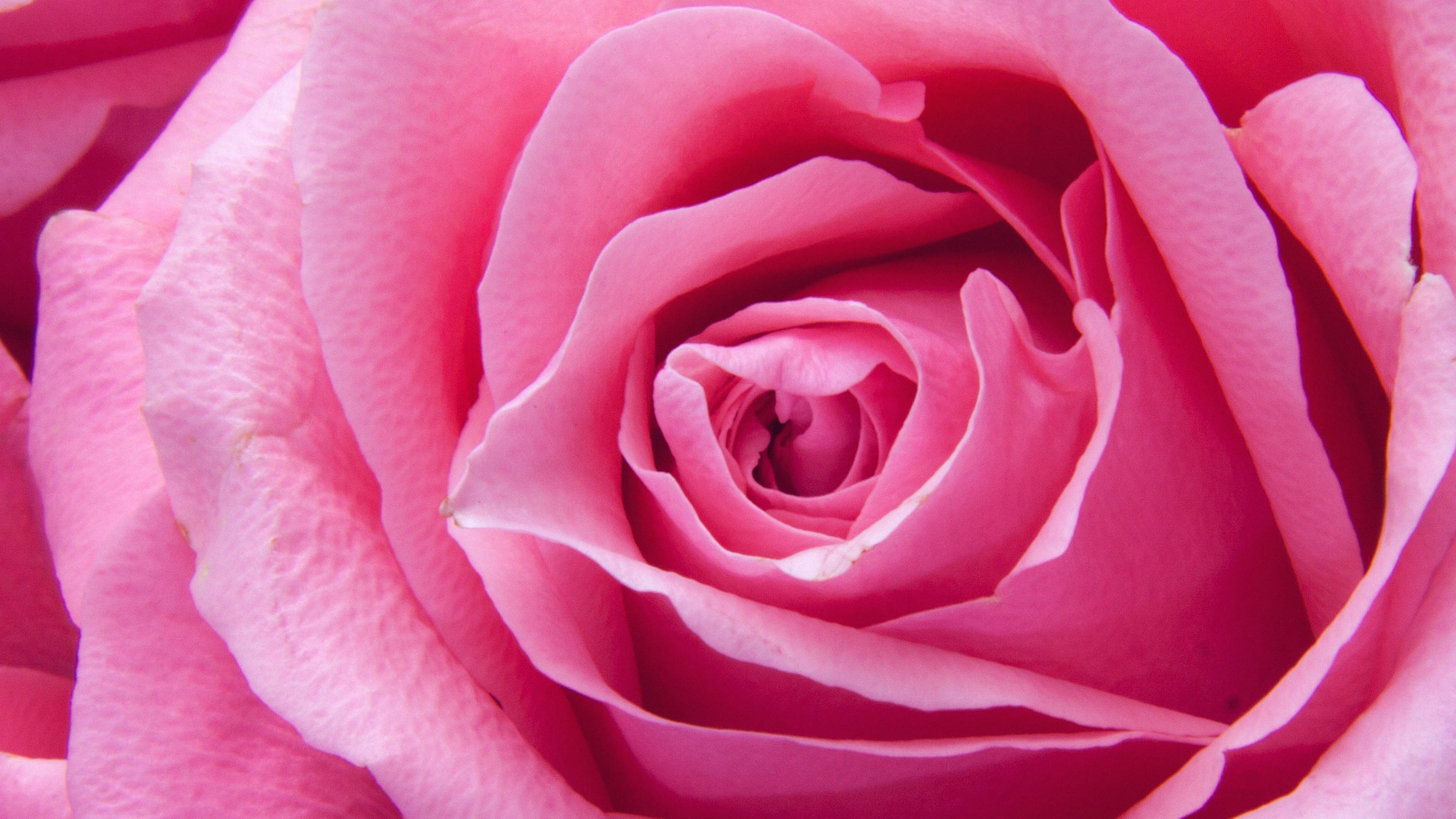 Zoom Flower, pink rose, petals, 4K Desktop Wallpaper