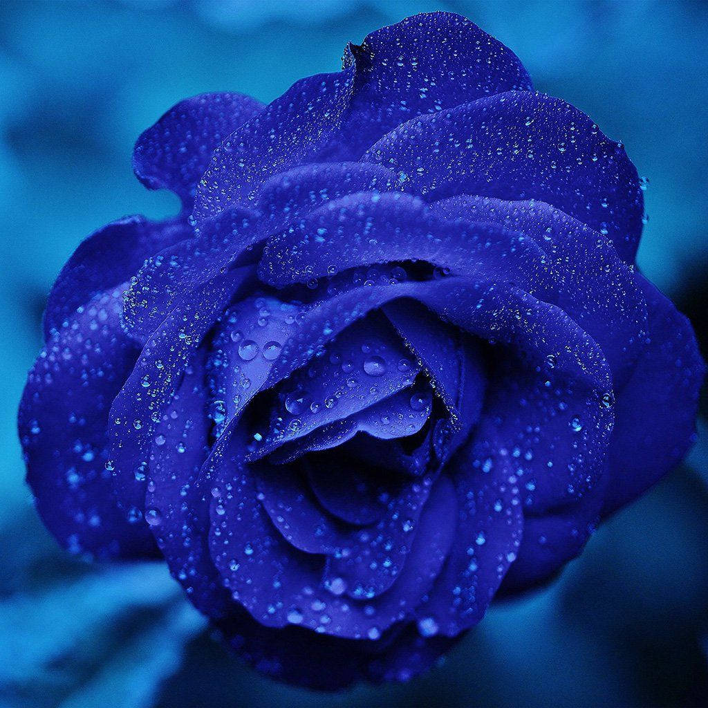 Zoom Flower, blue rose, dewdrops, SD Desktop Wallpaper