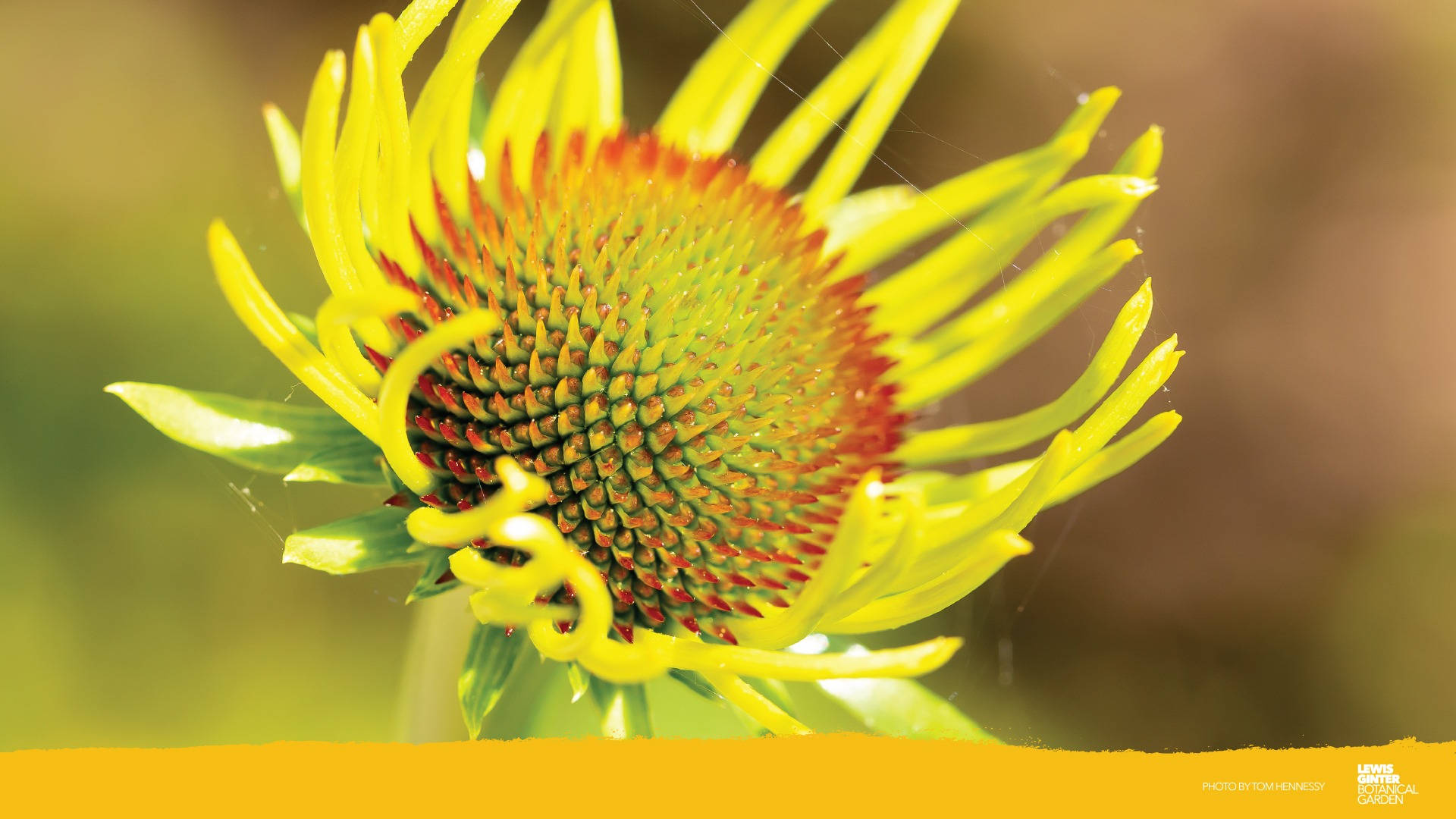 Zoom Flower, yellow coneflower, spiky petals, Full HD Desktop Wallpaper