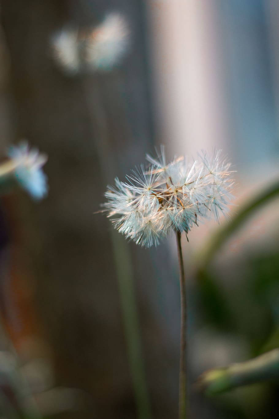 Zoom Flower, dandelion seed head, soft focus, HD Phone Wallpaper