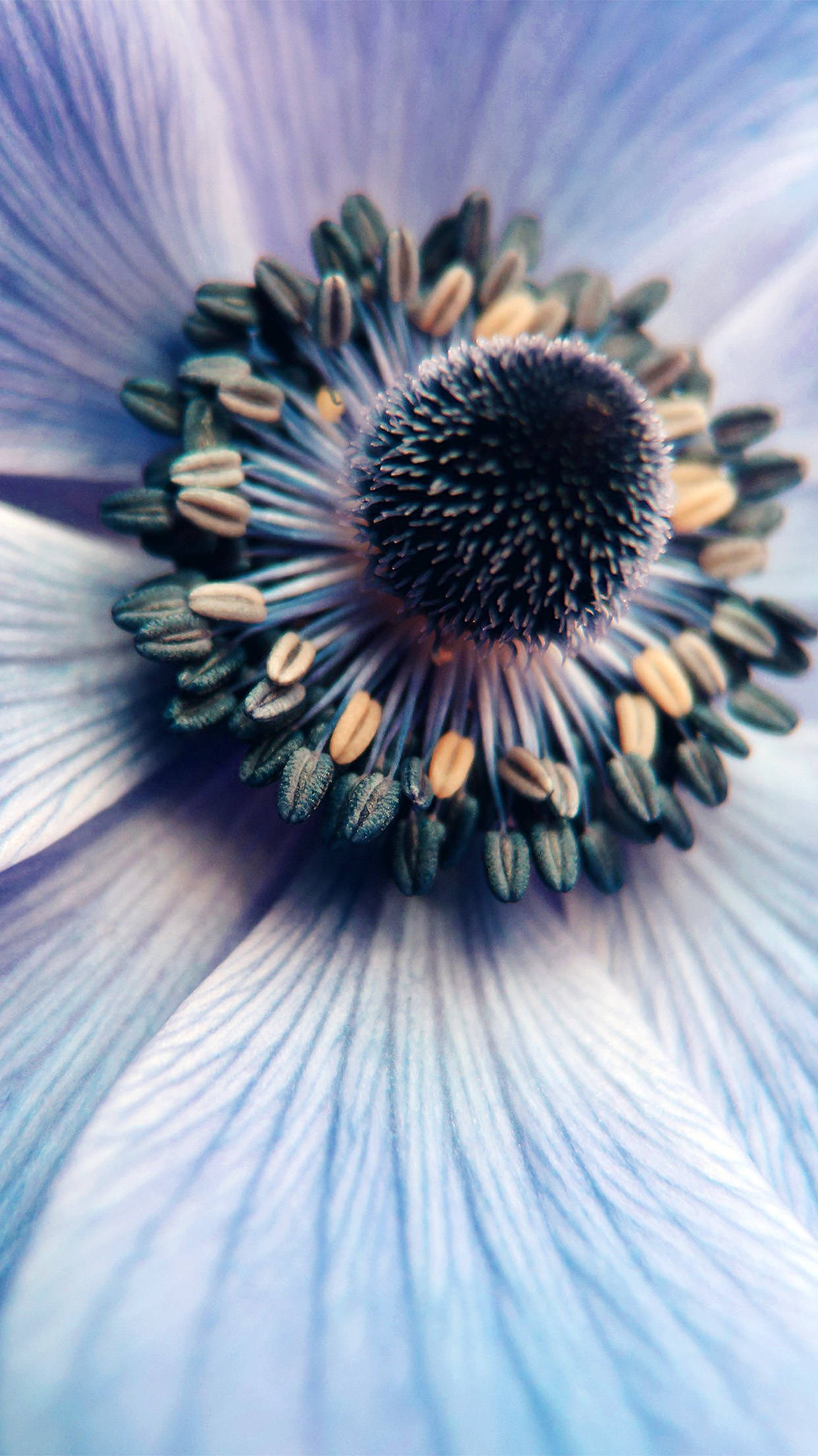 Zoom Flower, blue anemone flower, petal veins, Full HD Phone Wallpaper