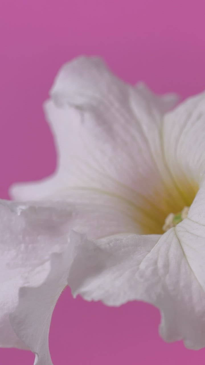 Zoom Flower, white flower, soft yellow center, HD Phone Wallpaper