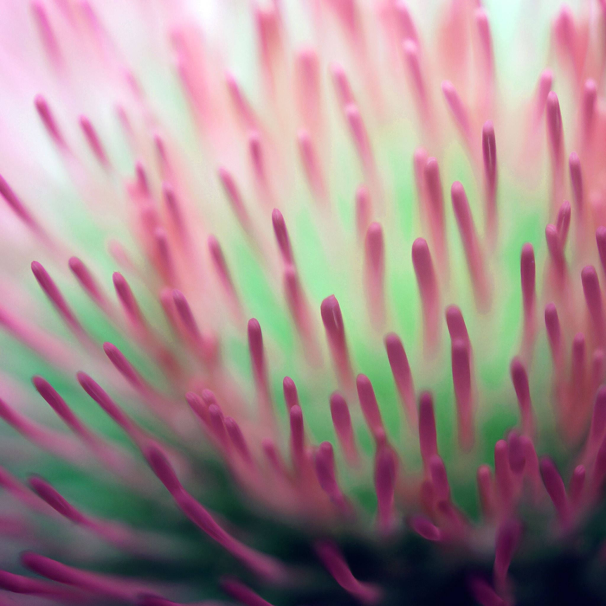 Zoom Flower, pink thistle flower, soft green background, Full HD Desktop Wallpaper