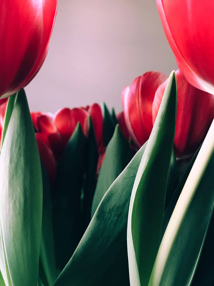 Zoom Flower, red tulips, deep green leaves, SD Phone Wallpaper
