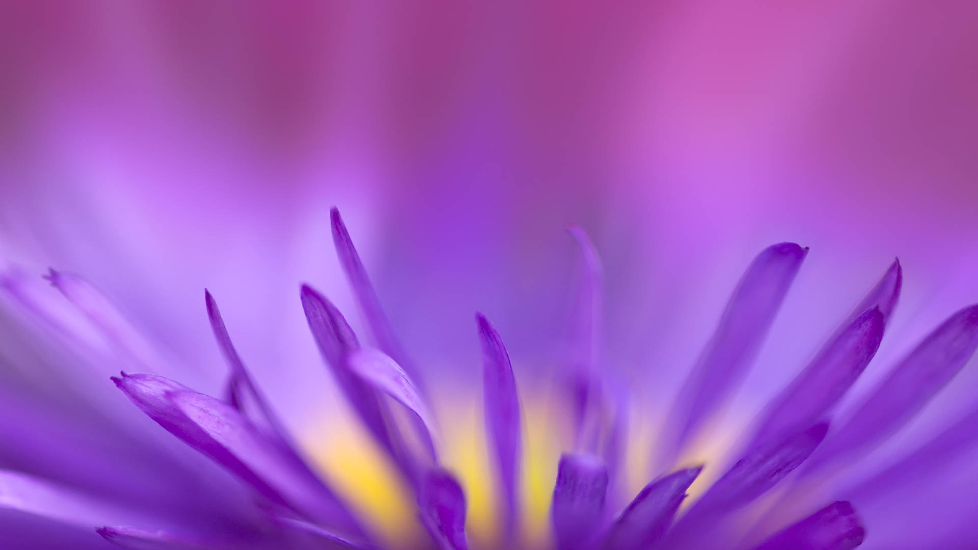 Zoom Flower, violet petals, purple flower, Full HD Desktop Wallpaper