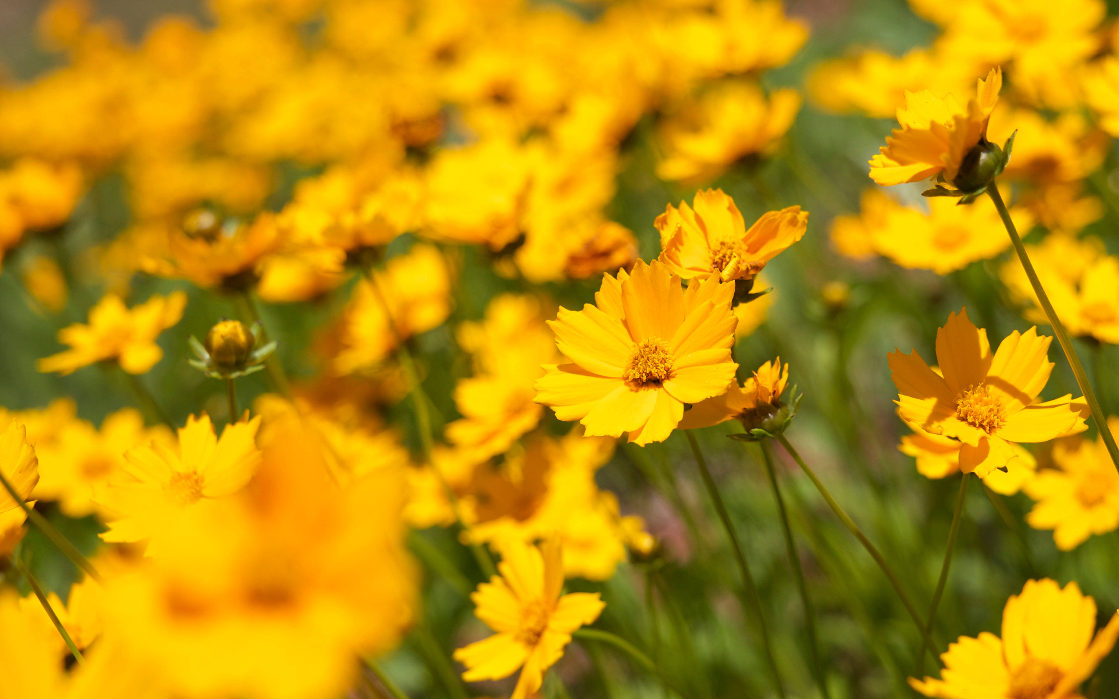 Zoom Flower, cosmos flowers, vibrant yellow, 4K Desktop Wallpaper