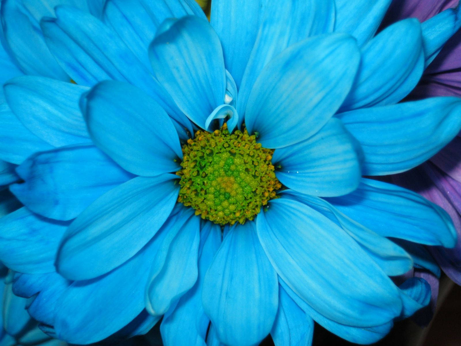 Zoom Flower, 1600 x 1200, light blue, HD Desktop Wallpaper