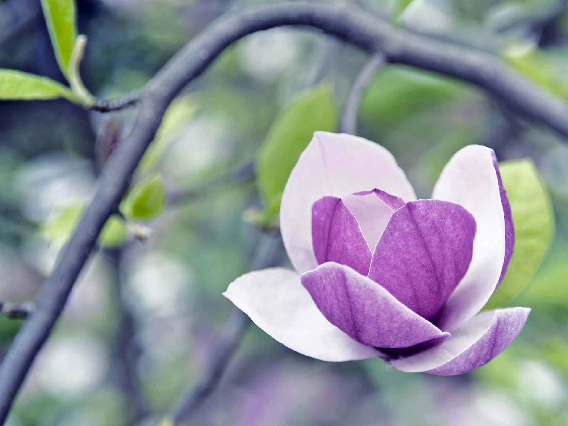 magnolia flower, purple and white, dark branch, Full HD Desktop Wallpaper