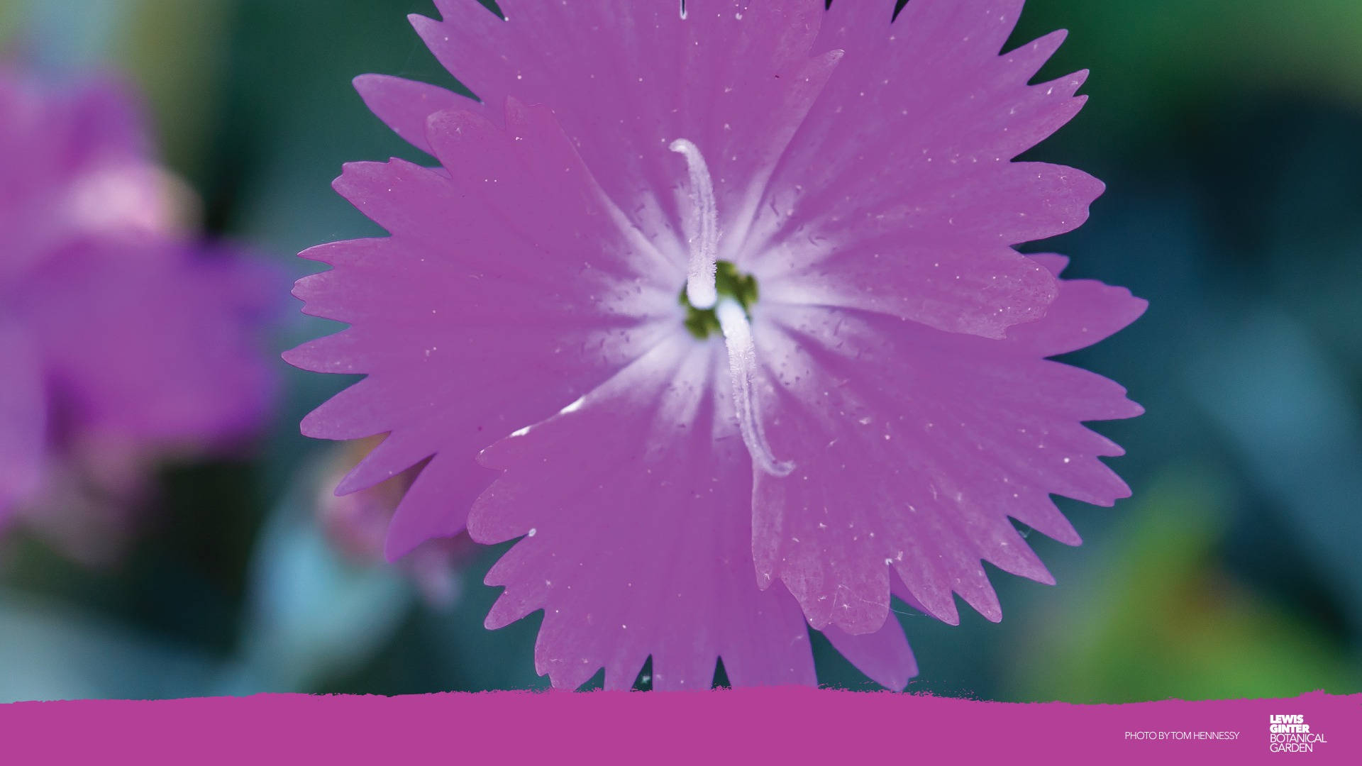 Zoom Flower, vibrant purple flower, serrated petals, Full HD Desktop Wallpaper