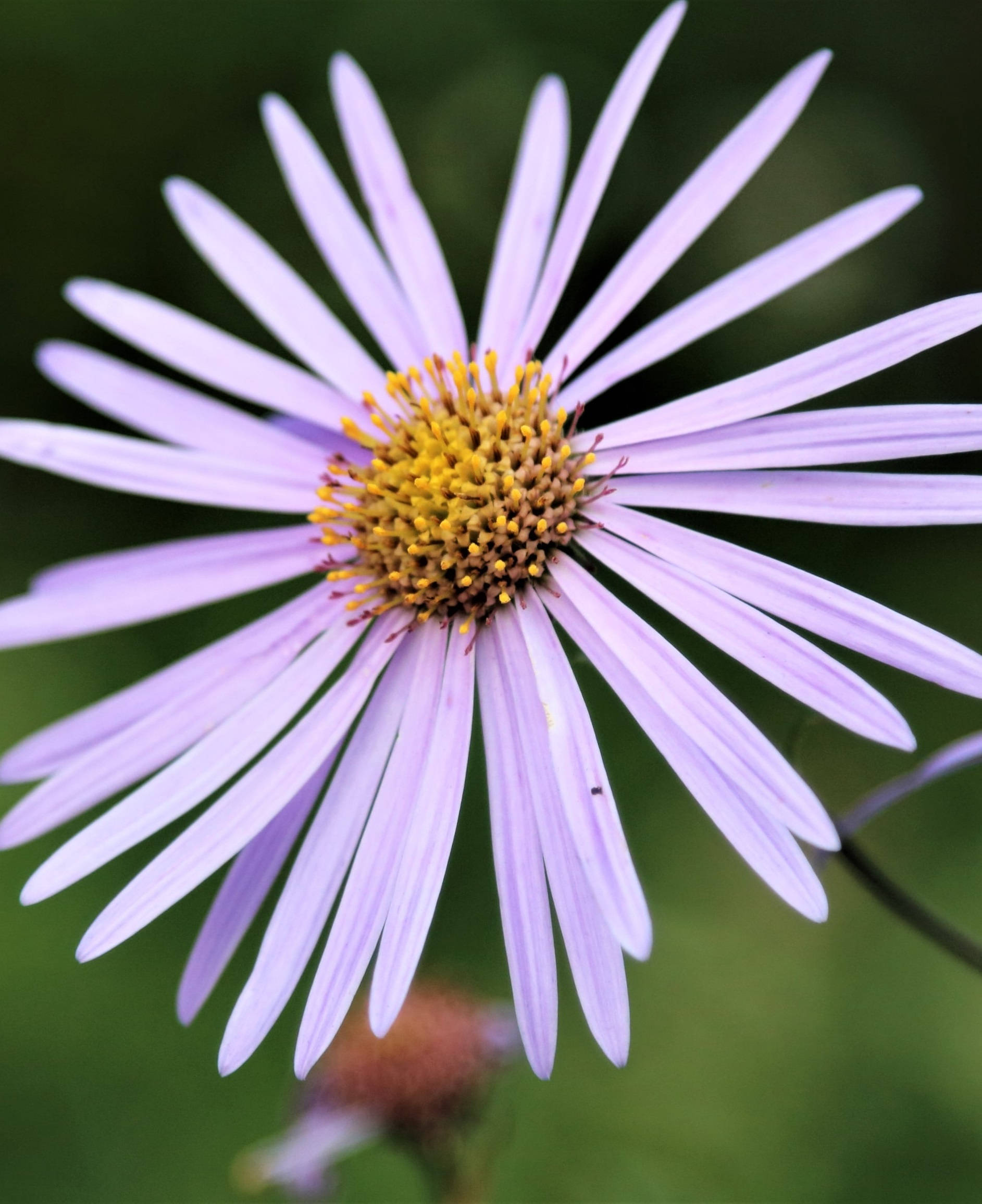 large purple aster flower, iPhone, lavender flower, Full HD Phone Wallpaper