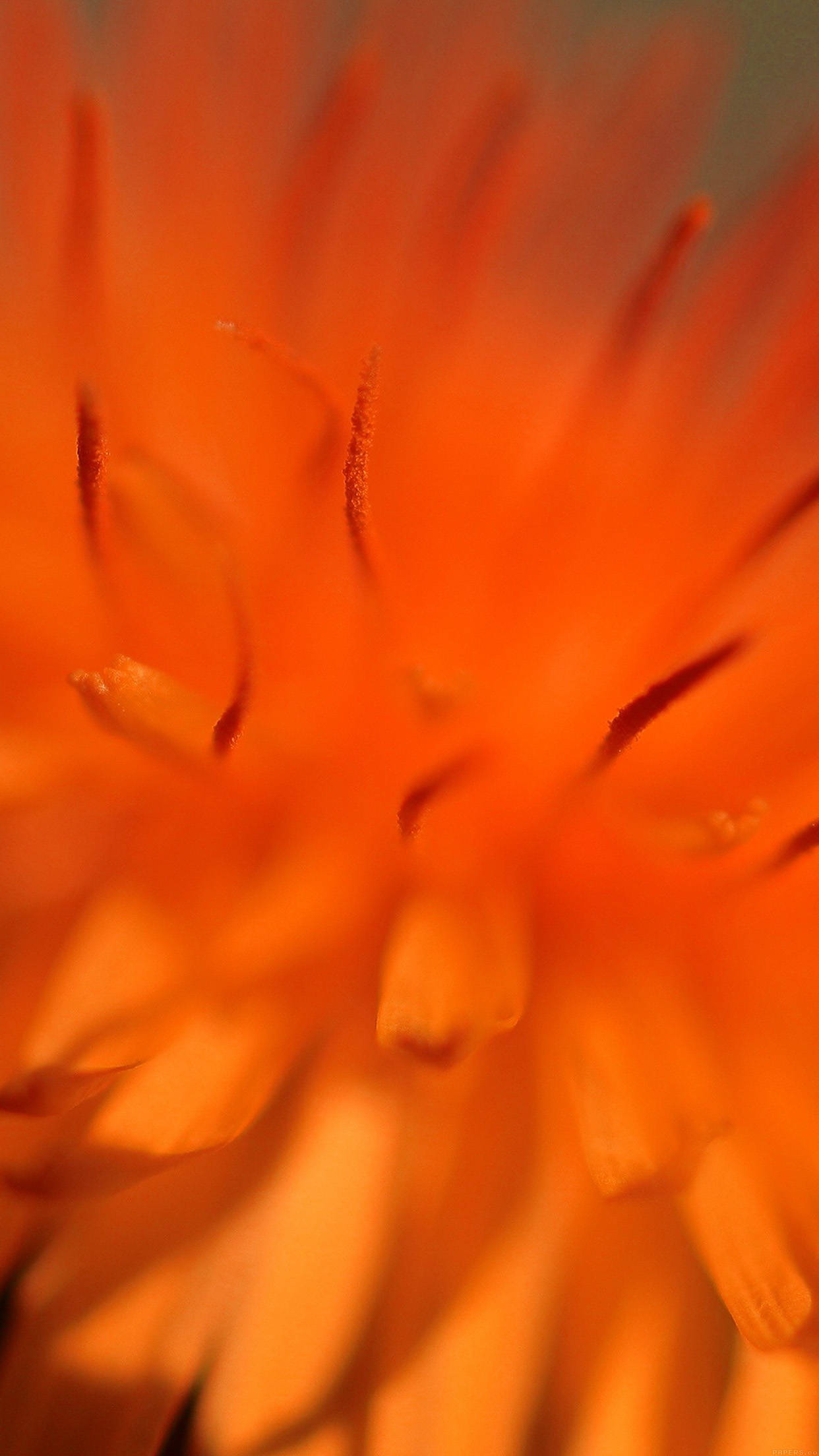 zoom flower, orange flower, pointed petals, Full HD Phone Wallpaper