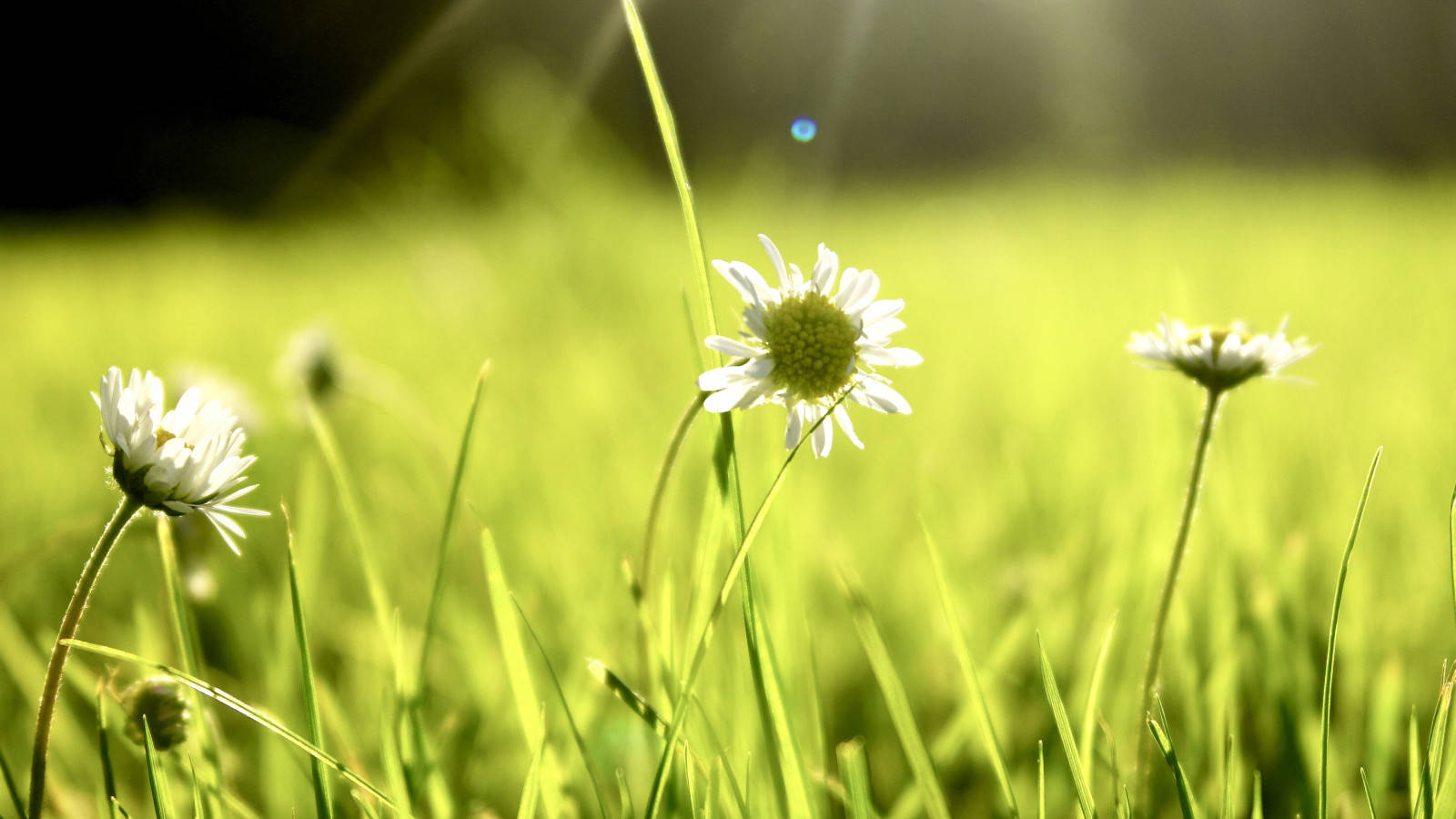 Zoom Flower, white daisy, vibrant green grass, HD Desktop Wallpaper