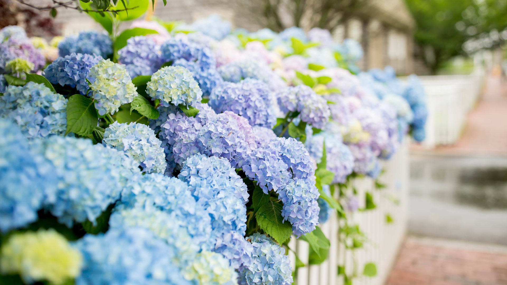 Zoom Flower, hydrangeas, white picket fence, Full HD Desktop Wallpaper