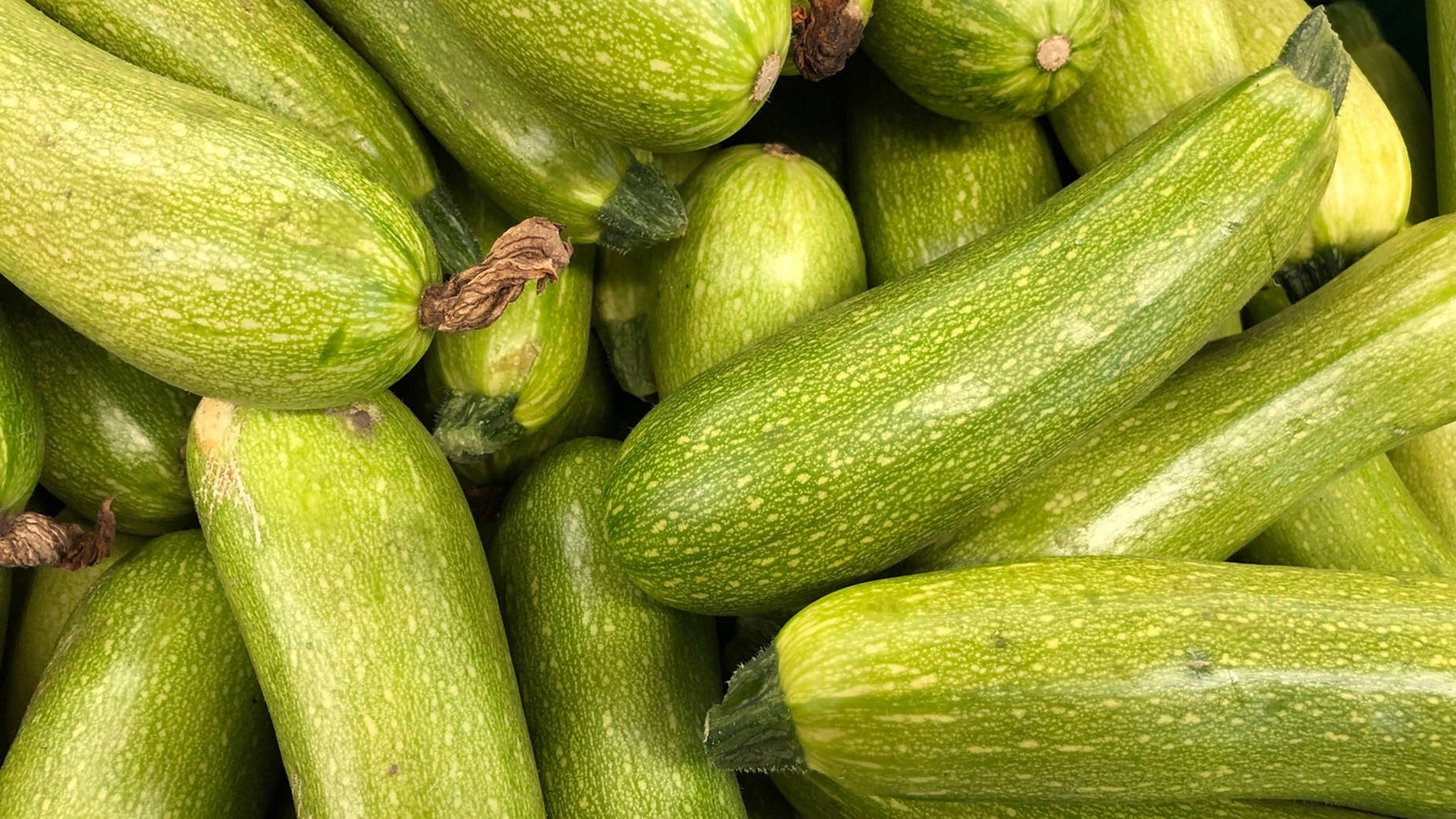 zucchini, perennial flowering vegetable plant, fresh green zucchinis, HD Desktop Wallpaper