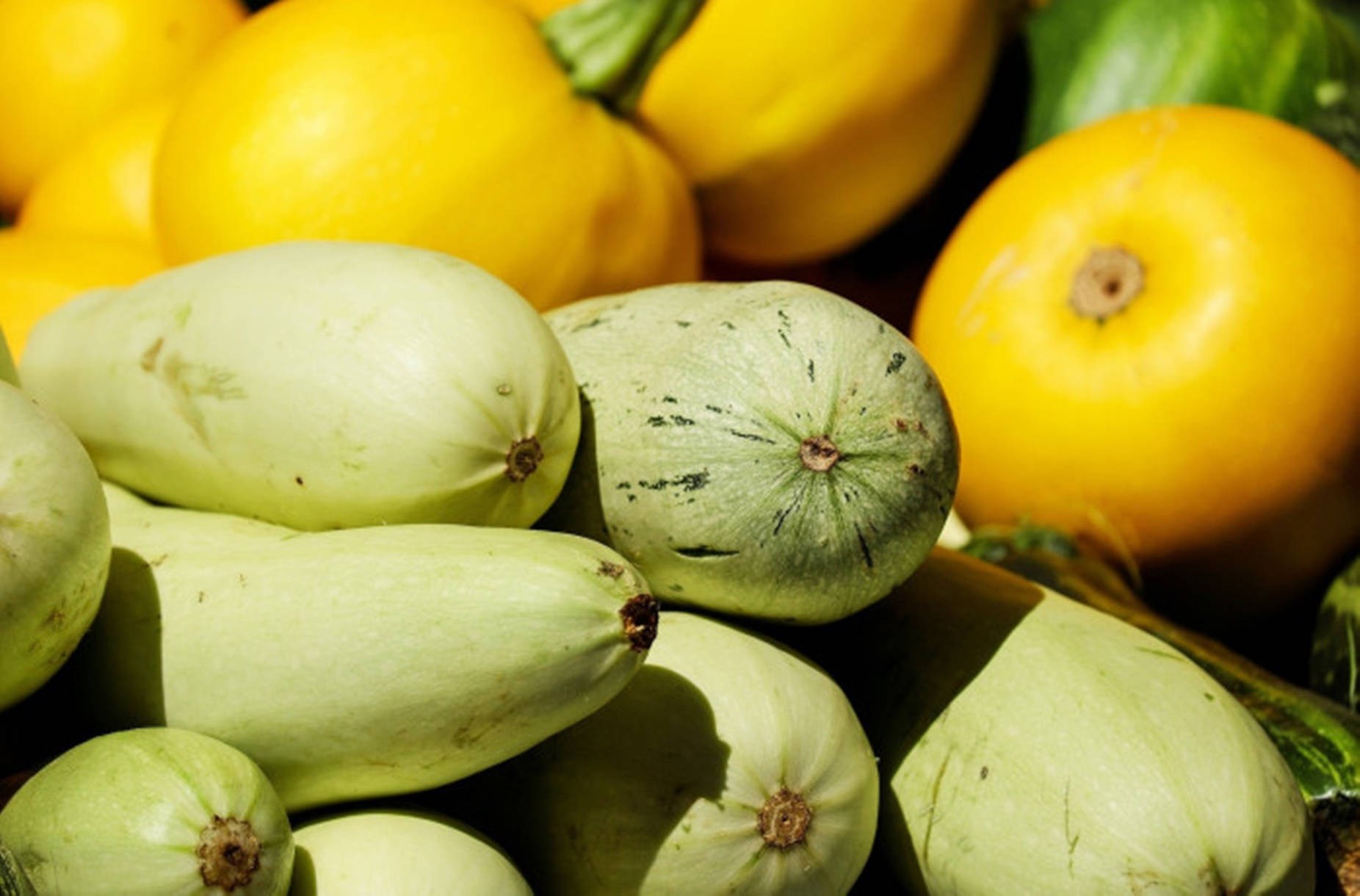 zucchini, golden egg variety, caserta variety, HD Desktop Wallpaper