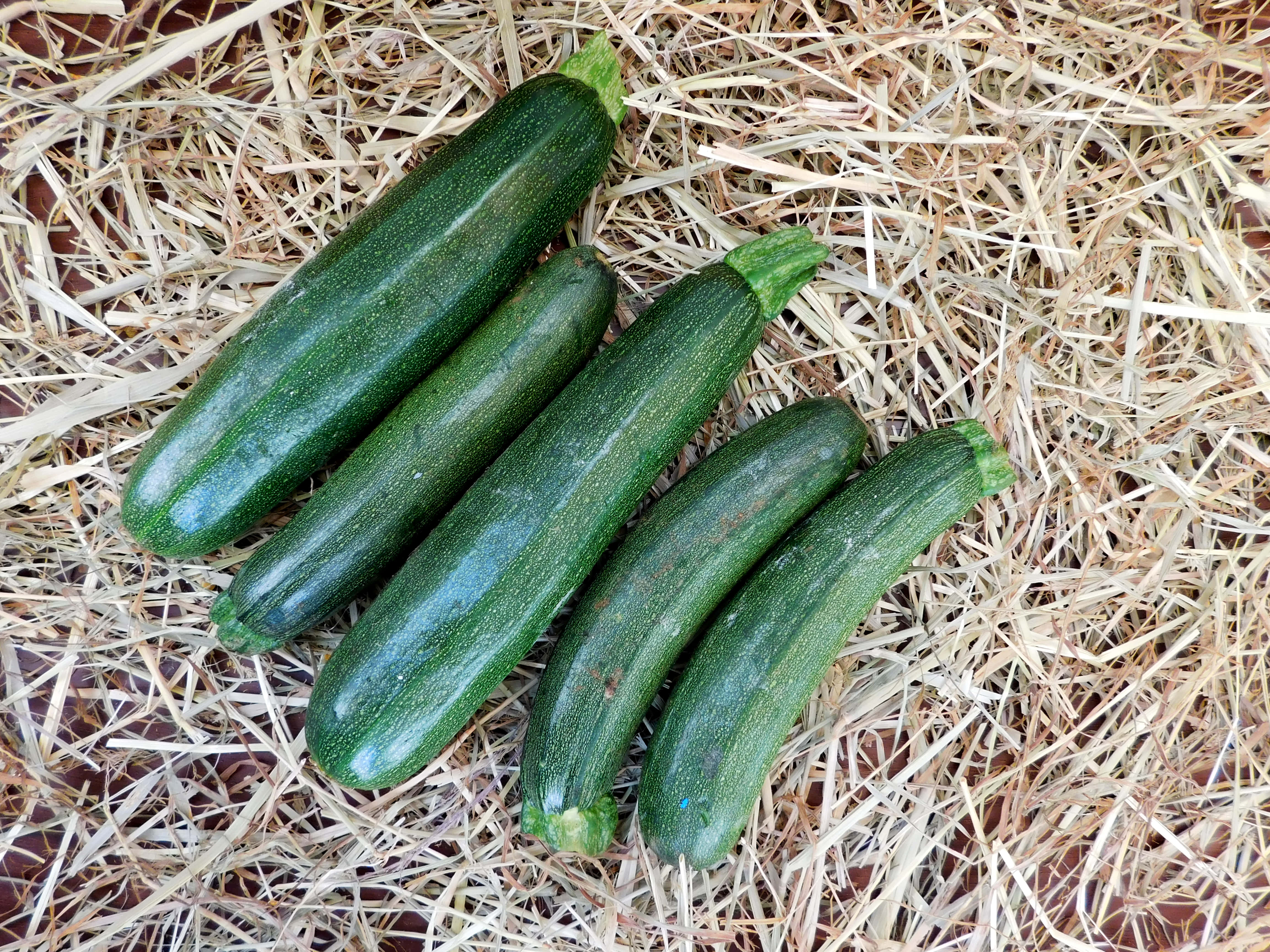 zucchinis, dry straw, natural lighting, 4K Desktop Wallpaper