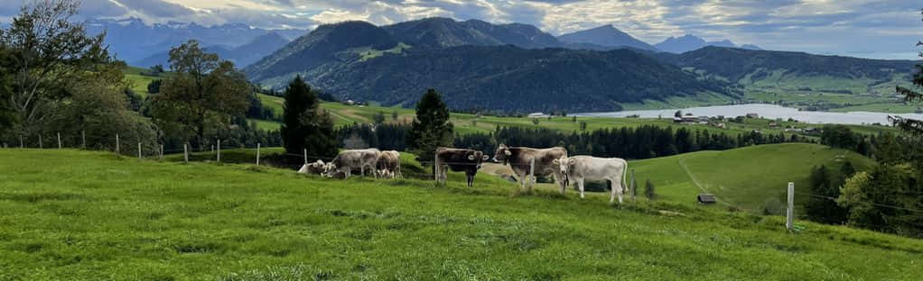 Zug, countryside, cows, SD Desktop Wallpaper